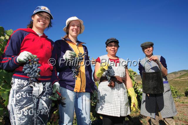 portugal douro 07.JPG - Vendanges au Domaine Quinta Nova, Covas do DouroVallée du Douro, Portugal